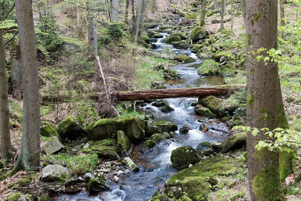 Die Ilse fließt durch das Ilsetal bei Ilsenburg im Nationalpark Harz