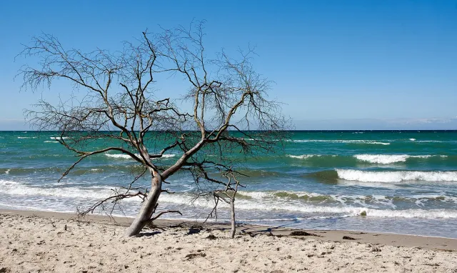 Kahler Baum am Weststrand des Darß bei Born