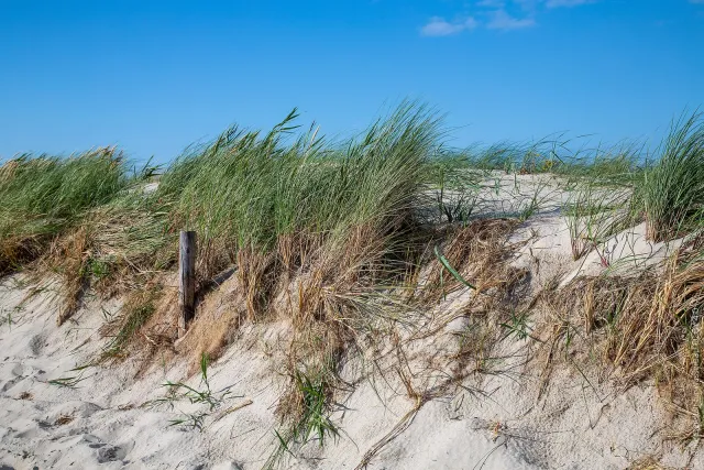 Mit Strandhafer bewachsene Dünen am Strand von Dierhagen an der Ostsee